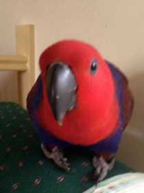 Lost Eclectus