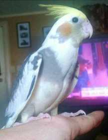 Lost Cockatiel