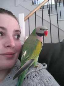 Lost Mustached / Moustached Parakeet