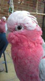 Lost Galah Cockatoo