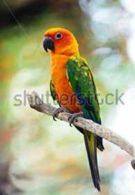 Lost Conure