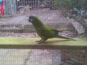 Lost Macaw