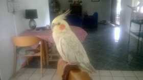 Lost Cockatiel