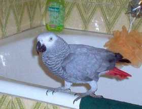 Lost African Grey