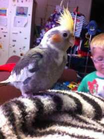 Lost Cockatiel