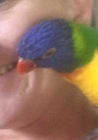 Lost Lory / Lorikeet