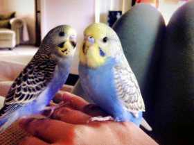 Lost Budgerigar