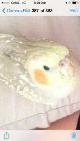 Lost Cockatiel