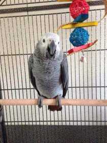 Lost African Grey