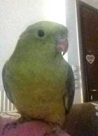 Lost Conure