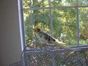 Lost Cockatiel