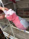 Lost Galah Cockatoo