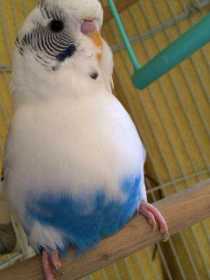 Lost Budgerigar