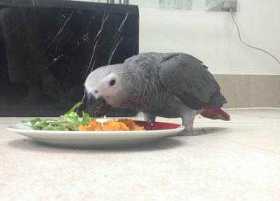 Lost African Grey