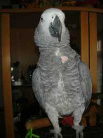 Lost African Grey