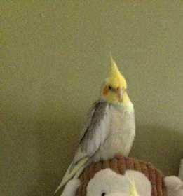 Lost Cockatiel