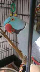 Lost Indian Ringneck Parakeet