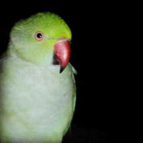 Lost Indian Ringneck Parakeet