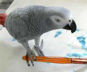 Lost African Grey