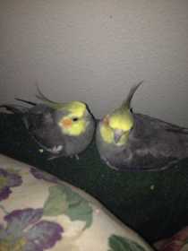 Lost Cockatiel