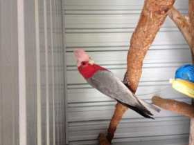 Lost Galah Cockatoo