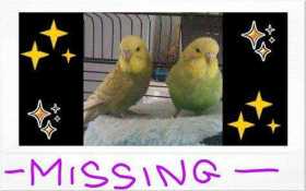 Lost Budgerigar