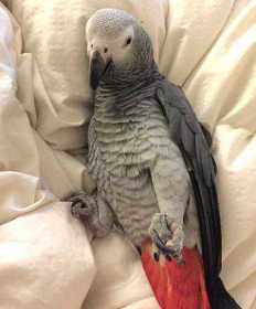 Lost African Grey