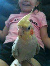 Lost Cockatiel