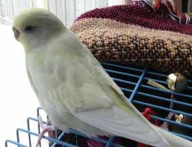 Lost Budgerigar