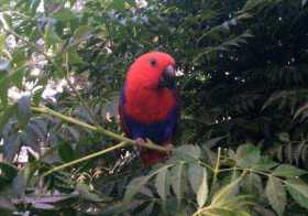Lost Eclectus