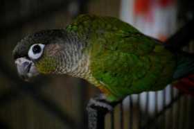 Lost Conure