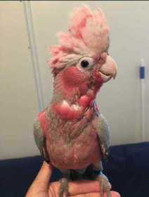 Lost Galah Cockatoo