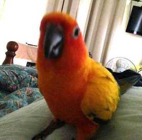 Lost Conure