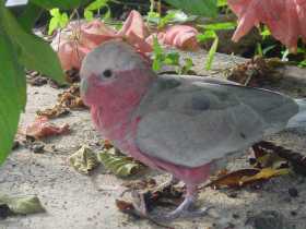 Lost Galah Cockatoo