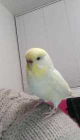 Lost Budgerigar