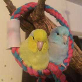 Lost Parrotlet