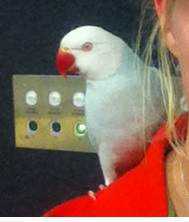 Lost Indian Ringneck Parakeet