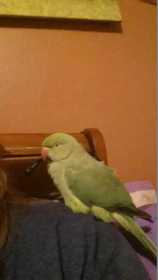 Lost Indian Ringneck Parakeet