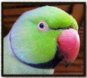 Lost Indian Ringneck Parakeet