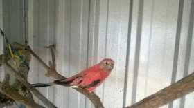 Lost Bourke's Parakeet