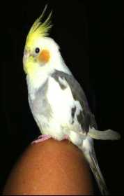 Lost Cockatiel