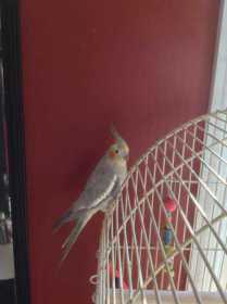 Lost Cockatiel