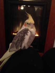 Lost Cockatiel