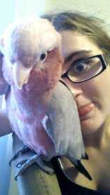 Lost Galah Cockatoo