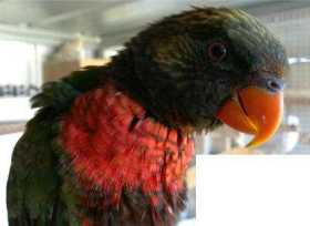 Lost Lory / Lorikeet