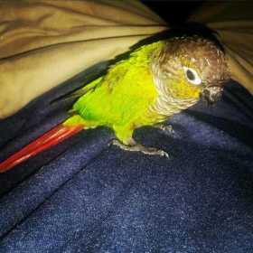 Lost Conure