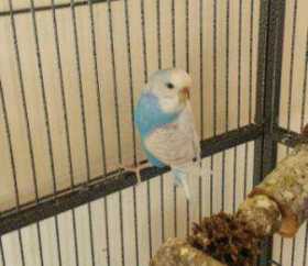 Lost Budgerigar