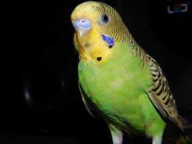 Lost Budgerigar