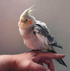 Lost Cockatiel