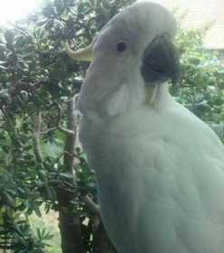 Lost Cockatoo